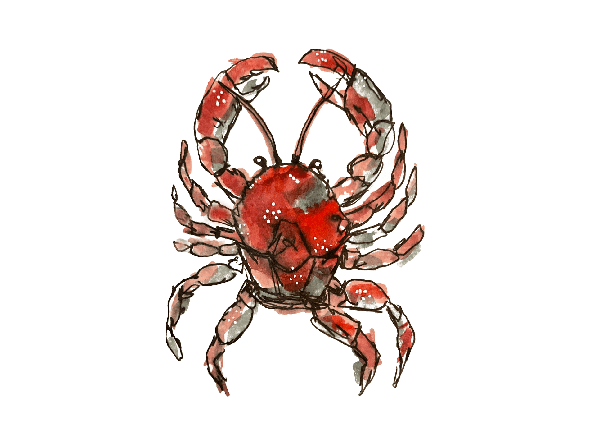 Coastal Crimson Crab Art Note Card Set | Sarah Andreas Art | Mixed Media Oil Painting